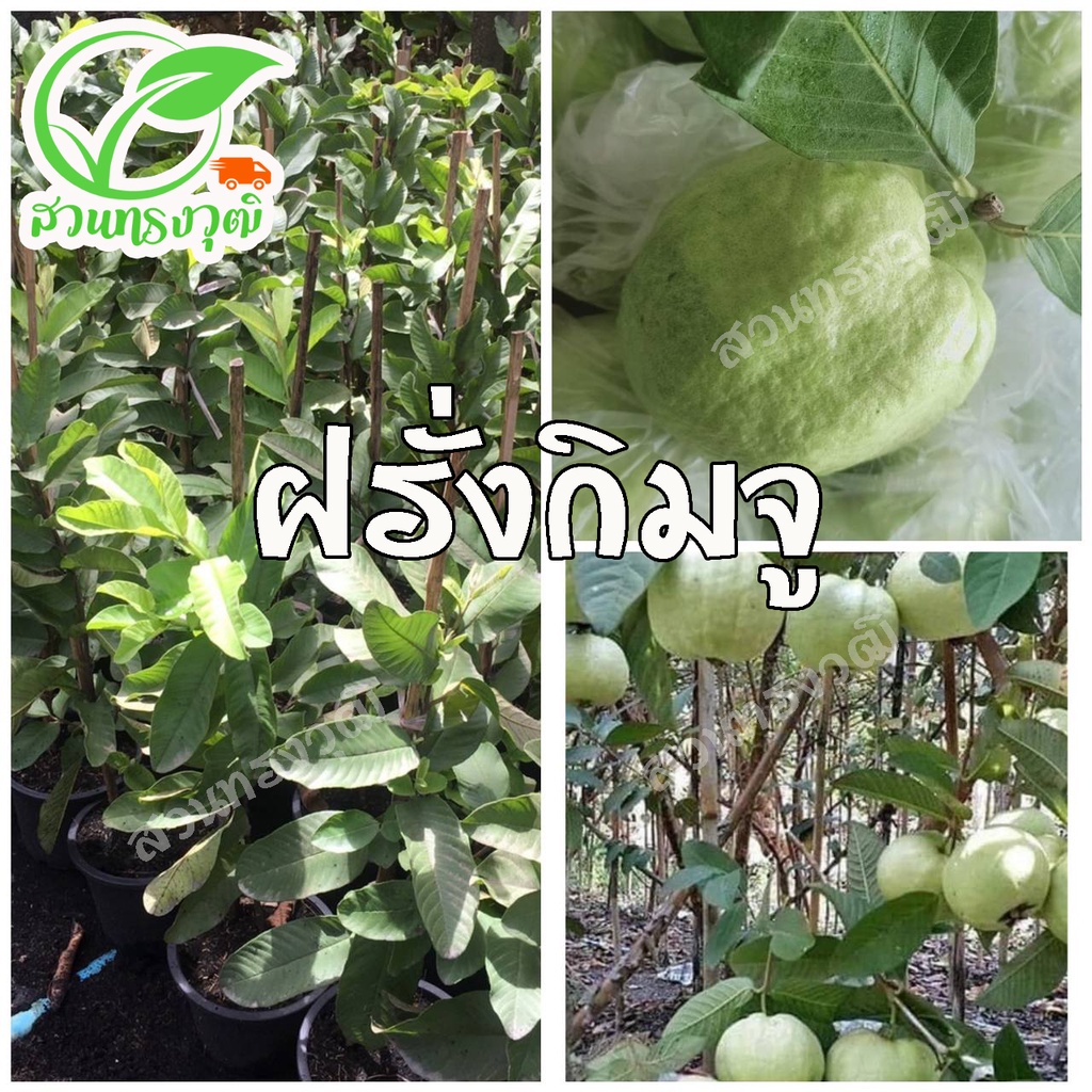 ฝรั่งกิมจู กิ่งตอนชำลงถุง แท้ %