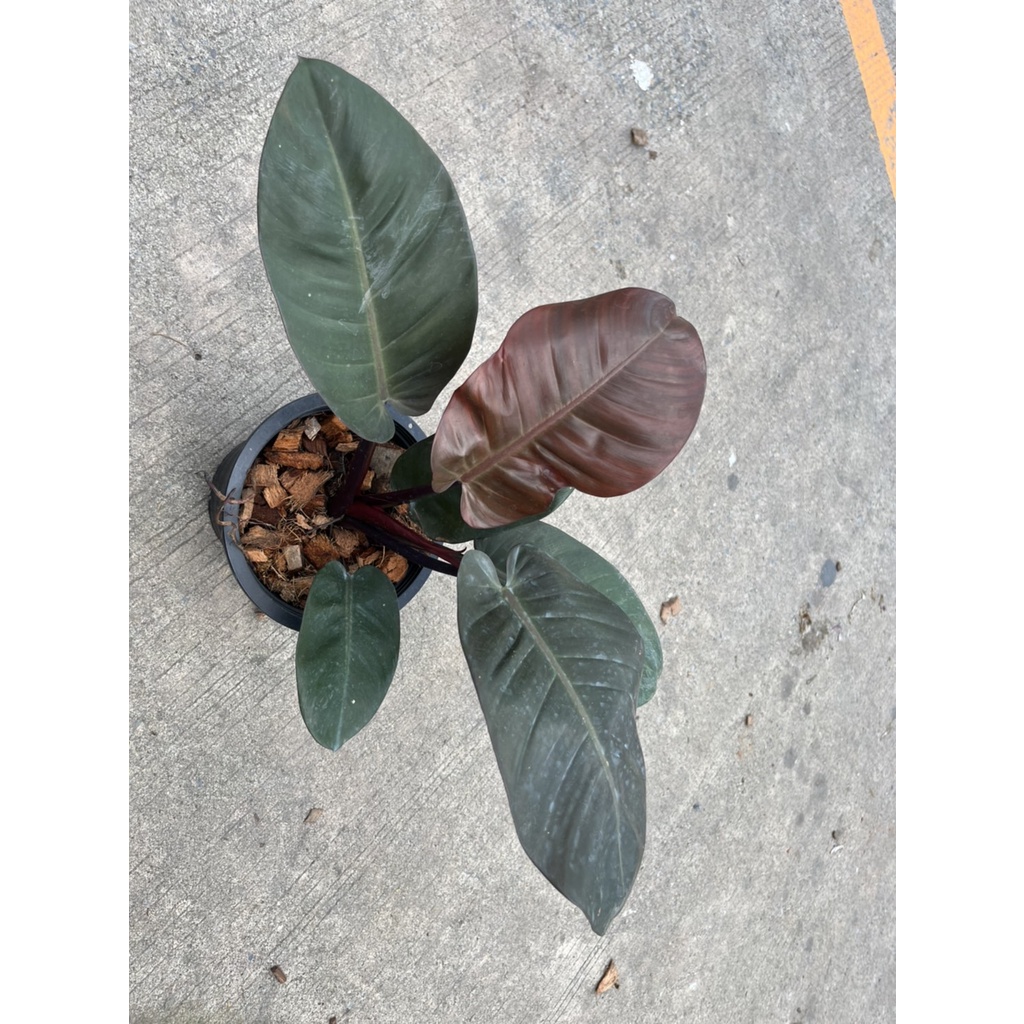 มุมมอง 7