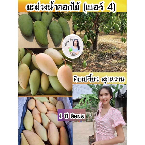 #ต้นมะม่วงน้ำดอกไม้เบอร์4(เสียบยอด) 10เดือนติดผล #ต้นมะม่วงน้ำดอกไม้เบอร์สี่