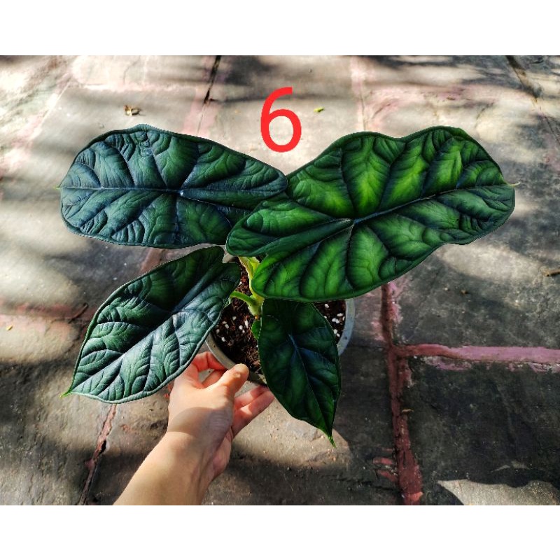 My Image 6