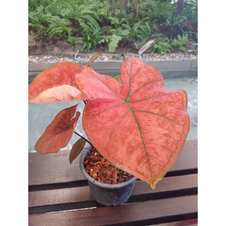 บอนสีบับเบิ้ล เรด Caladium Bubble red