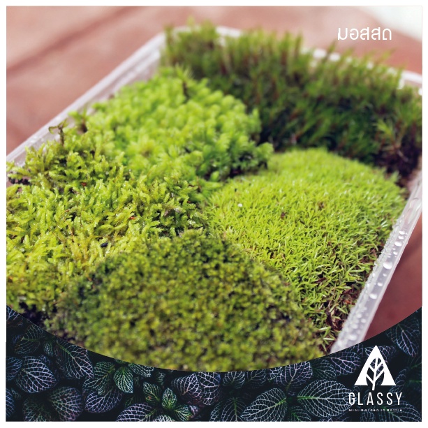 มอสสด กล่องรวมคละชนิดตามฤดูกาล 4-5 ชนิด มอสจัดสวนขวด จัดตู้ชื้น Moss Mix