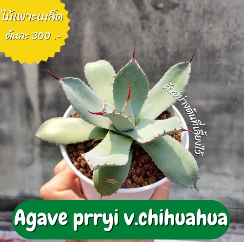 Agave parryi v.chihuahua #ไม้เพาะเมล็ด #agave #อากาเว่