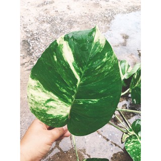 🍀พลูด่างยักษ์ (E. aureum Bunting) หนึ่งในไม้มงคลที่แนะนำให้ปลูกไว้ประดับบ้าน