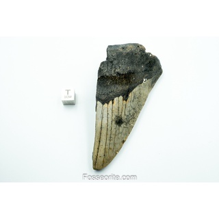 [อายุกว่า 20 ล้านปี!] #M18 ฟอสซิล ฟันฉลามยักษ์ Megalodon Fossil Tooth ขนาด 3.96 หนัก 141g จาก USA