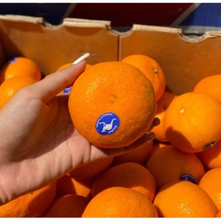 TOP-1ส้มแมนดาริน ออสเตรเลีย Mandarin Orange (1ลูก) (AUSTRALIA) ~ลดพิเศษ~ อร่อยที่สุด หวานมาก อมเปรี้ยว ส้มออสเตรเลีย