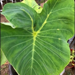 Colocasia yello widow แมงมุมแม่ม่ายเหลือง