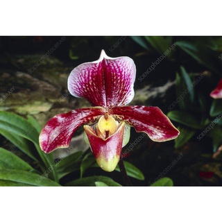 30 เมล็ดพันธุ์ เมล็ดกล้วยไม้ กล้วยไม้รองเท้านารี (Paphiopedilum Orchids) Orchid flower seeds อัตราการงอก 80-85%