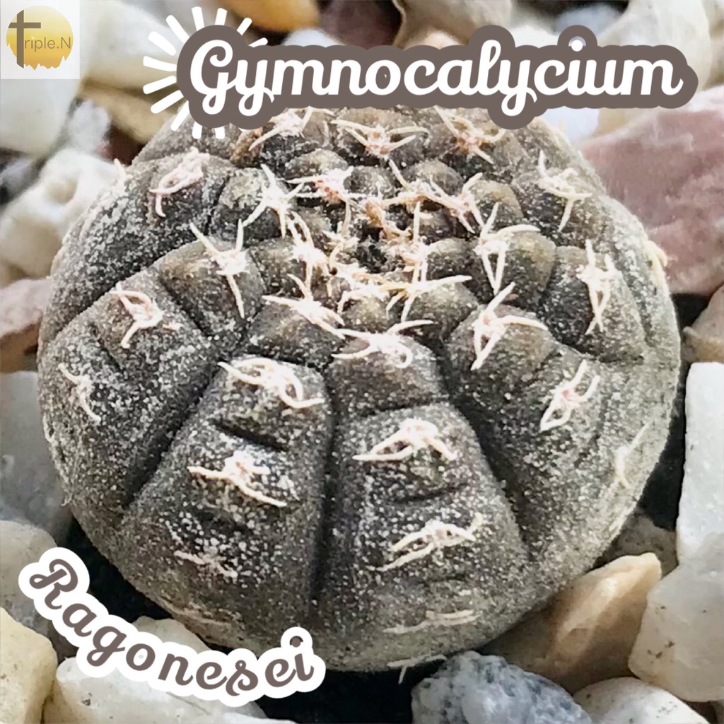 [ยิมโนจานบิน] Gymnocalycium Ragonesei ส่งพร้อมกระถาง แคคตัส Cactus Succulent Haworthia ไม้อวบน้ำ พืชอวบน้ำ ไม้หนาม