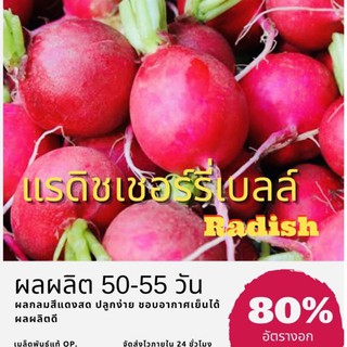 เมล็ดพันธุ์ แรดิชเชอร์รี่เบลล์ 100 เมล็ด Cherry Belle Radish หัวไชเท้าแดง ผักกาดหัวแดงลูกกลม (ซื้อ 10 แถม 1 คละอย่าง