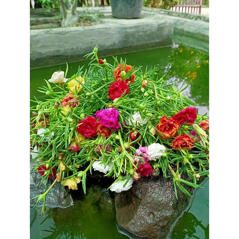 แพรเซี่ยงไฮ้ กิ่งพันธุ์ ตัดกิ่งยาวอวบ(คละทุกสี)กิ่งดอกคุณนายตื่นสาย ราคา ถูกที่สุด ดีลบีเคเค แกลเลอรีภาพที่ 4