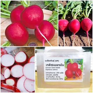 เมล็ดพันธุ์ แรดิชเยอรมัน German Giant Radish Seed บรรจุ 200 เมล็ด คุณภาพดี ราคาถูก ของแท้ 100%