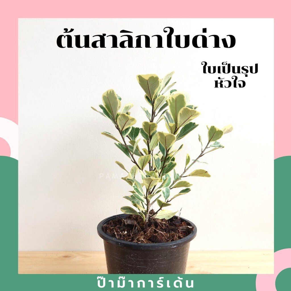 ต้นหัวใจเศรษฐี สาลิกาใบด่าง ต้นไทรหัวใจด่าง พร้อมกระถาง 5-6 นิ้ว ฟอร์มสวย