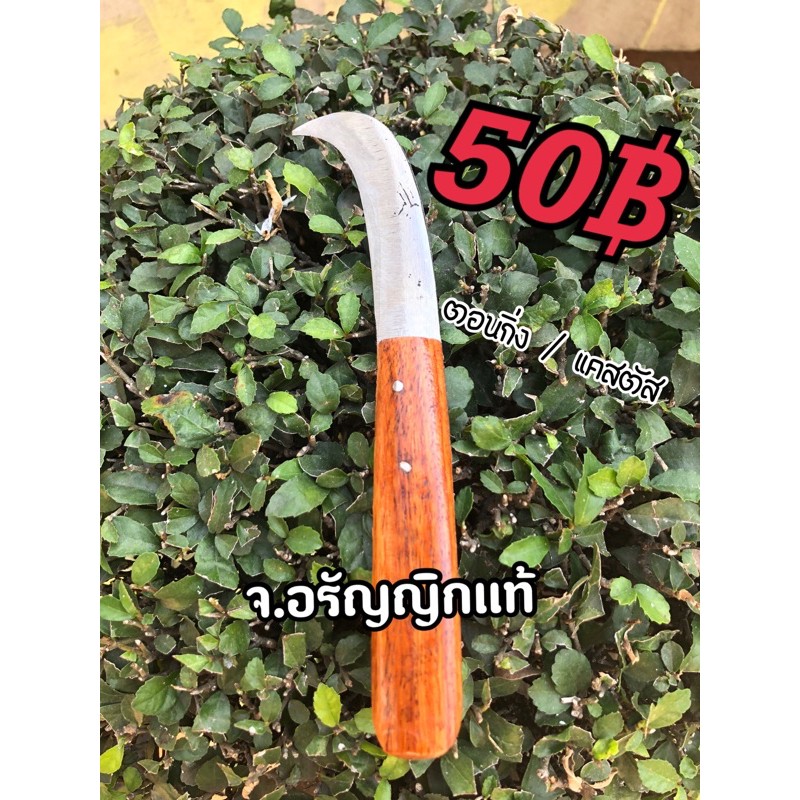 ชำแหละกล้วยจิ๋ว ตอนกิ่ง/ตอนแคสตัส เหล็กบาง มีดอรัญญิก จ้อย อรัญญิกแท้