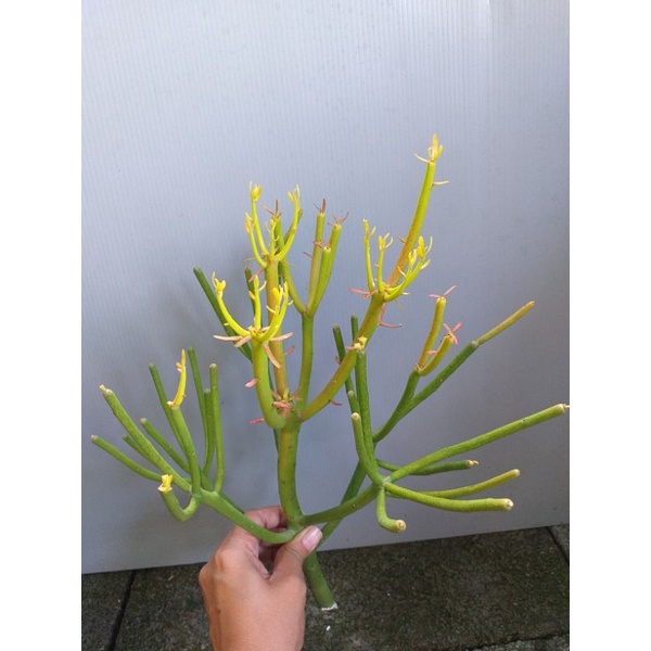 ต้นพญาไร้ใบ ต้นพญาไร้ใบญี่ปุ่น ต้นพญาไร้ใบทอง ต้นสีแดง Euphorbia Firestick (กิ่งตัดสด ปักชำง่าย 1 ชุด = 3 กิ่ง) - รูปที่ 7