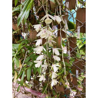 เอื้องสายน้ำนม Dendrobium cretaceum