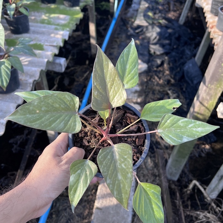 รวมต้นสเน่ห์จันทร์. ต้นสเน่ห์จันทร์แดง  ต้นสเน่ห์จันทร์ขาว  ต้นสเน่ห์จันทร์ดำ /นาค/ทอง