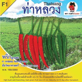 AGA SHOP เมล็ดพันธุ์พริกท่าหลวง