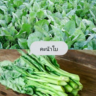 เมล็ดคะน้าใบ 200 เมล็ด (ซื้อ10แถม1 คละได้)