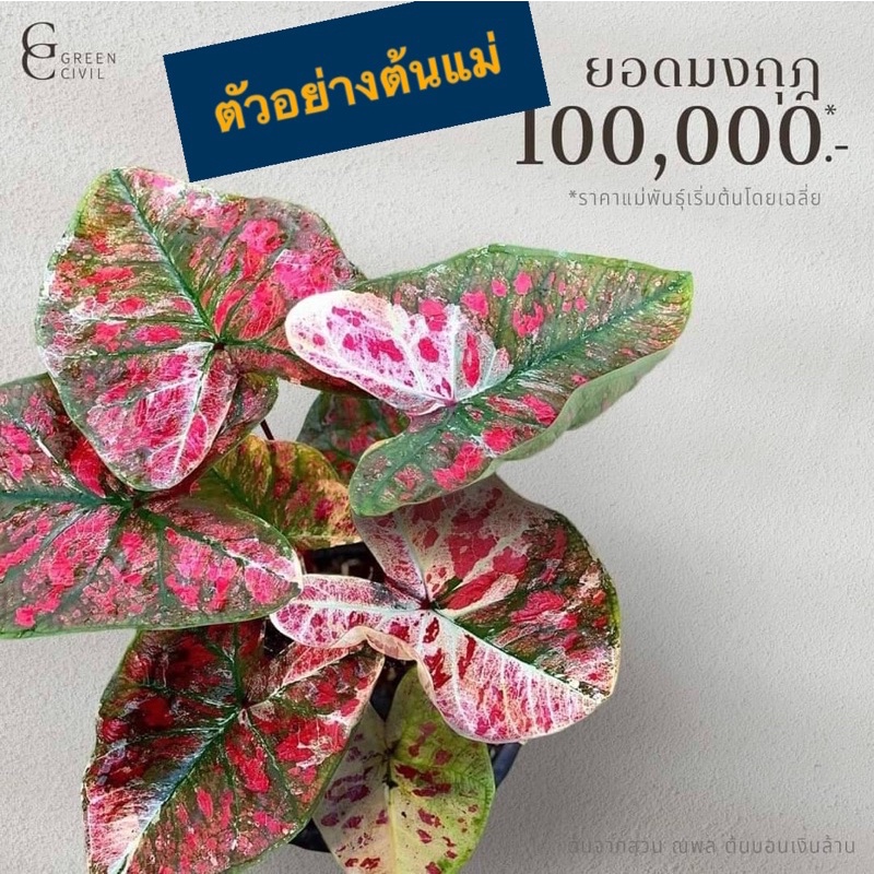 ยอดมงกุฎเบบี๋ #ยอดมงกุฎ #ยอดมงกุฎเบบี๋ #บอนสี #บอนแรร์ #บอนเทพ #บอนสะสม มีแค่สามต้นเท่านั้นเลือกต้นไ