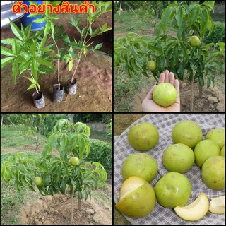 (1ต้น)(ขาย ต้นพันธุ์) ต้น ต้นพลับนมสด White Sapote พลับนมสด ต้นพลับ นมสด / ไร่อิงดาว