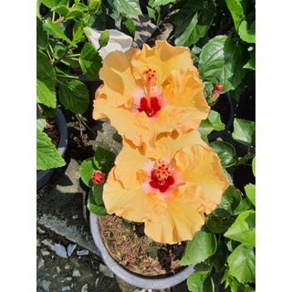  ชบา Hibiscus Australian pink flower   ชบาแฟนซี ดอกชบานอก สายพันธ์ดอกใหญ่  สูง 60cm ในกระถาง 10นิ้ว