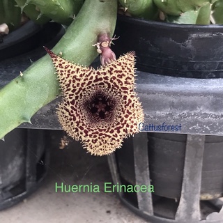 เก๋งจีนเด็ดสด Huernia Erinacea