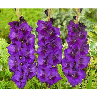 10หัว/ชุด สีม่วง แกรนดิโอลัส (Gladiolus) หรือดอกซ่อนกลิ่นฝรั่ง เป็นดอกไม้แห่งคำมั่นสัญญา ความรักความผูกพัน ดอกแห่งรักแท้