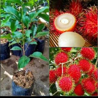 BIBIT BUAH RAMBUTAN BINJAI ( okulasi ) cepat berbuah