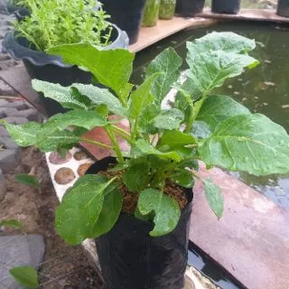 มะเขือเปราะเจ้าพระยา(Chao phaya eggplant)หรือมะเขือเผาะ พืชสวนครัว