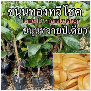 ต้นขนุนทองทวีโชค ขนุนทองทวีโชค ติดผลเร็ว หอม หวาน