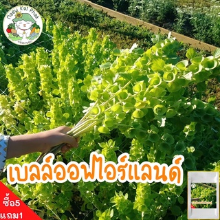 เมล็ดพันธุ์ เบลล์ออฟไอร์แลนด์ bells of ireland seeds 90 เมล็ด เมล็ดพันธุ์แท้ นำเข้าจากต่างประเทศ ดอกไม้ ปลูกง่าย โตไว ดี