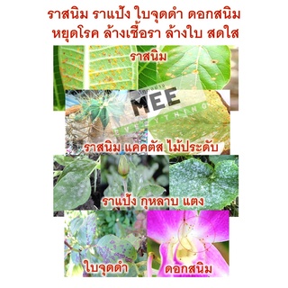 ราสนิม ราใบจุด ราแป้ง ใบปื้นเหลือง แคนตัส กล้วยไม้ กุหลาบ ดอกไม้ ทุเรียน มะม่วง พุทรา สูตรทนฝน ดูดซึมนาน ได้น้ำ100ลิตร