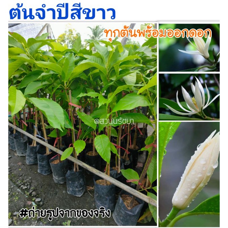 ต้นจำปีสีขาว จำปีร้อยมาลัย ทุกต้นพร้อมออกดอก #ความสูง 60-90ซม. (พร้อมส่ง)