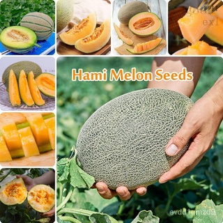 [งอกเร็ว] พร้อมสต็อก Hami Melon Seeds (ซองละ100เมล็ด) มีคุณค่าทางโภชนาการอร่อยเมล็ดต้นบอนไซสำหรับเมล็ดแผน XRC2