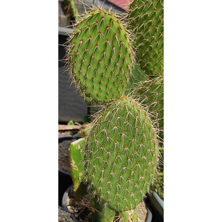 Opuntia beartooth phaecantha หมีขาว 2แพดใหญ่