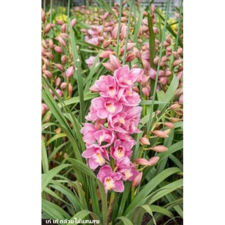 Cymbidium Hybrid cymbidium Hybrid