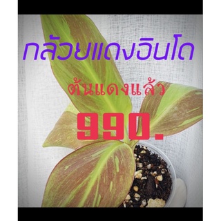 กล้วยแดงอินโด ต้นแดงแล้ว คัดแดง ต้นสวย ราคาเริ่มต้น 990-