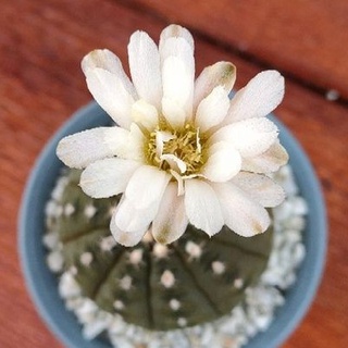 Cake Cactus Farm กระบองเพชร Gymnocalycium ragonesei ยิมโนราโกเนซิอาย ยิมโนจานบิน