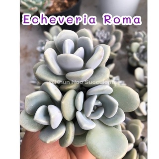 Echevepia Roma กระถาง2"-2.5"