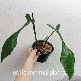 ฟิโลเดนดรอน โจปิอาย (Philodendron Joepii) กระถาง 6 นิ้ว  มี 3-5 ใบ รากเดินดีแข็งแรง ใบยาวเข้าฟอร์มโตแล้ว