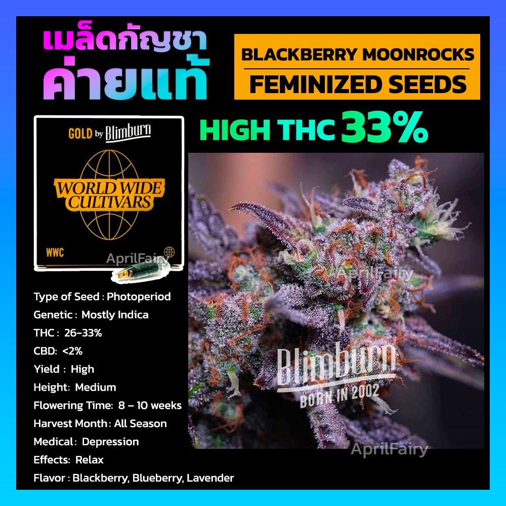 [THC 33%] BLACKBERRY MOONROCKS FEMINIZED เมล็ดพันธุ์กัญชานอก โฟโต้ เพศเมีย เมล็ดค่าย Blimburnseeds แบ่งขาย ตรงปก %