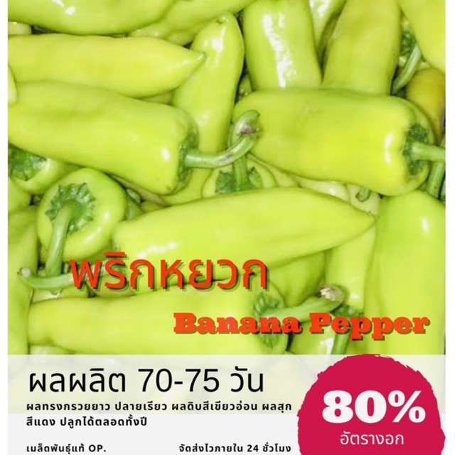 เมล็ดพันธุ์ พริกหยวก Bell pepper พริก ราคาถูก ปลูกง่าย ปลูกไว้ทานกินเอง ซื้อ10แถม1 คละได้