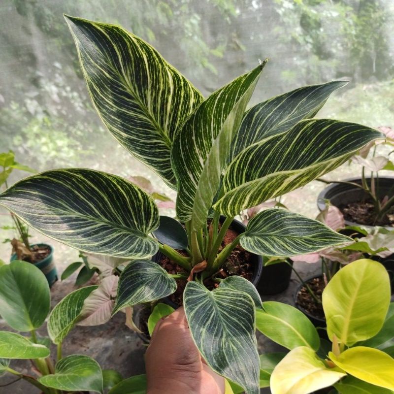 Philodendron berkin (ฟิโลเดนดรอน เบอร์กิ้น)
