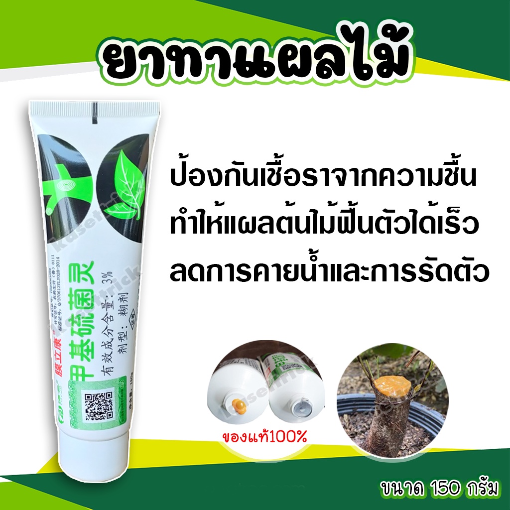 ยาทาแผลต้นไม้ ของแท้100% ป้องกันเชื้อรา มอนสเตอร่า พิโล เงินไหล บอนไซ แคคตัส ชวนชม บอนไซ   ยาทาต้นไม้ 150 กรัม
