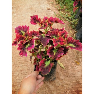 ต้นฤาษีผสมในถุงดำสวย (ต้นฤาษีผสมมีหลากหลายสี ส่งไปอาจไม่ตรงปกนะค่ะ)