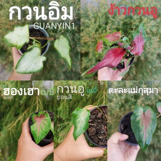 🌱ตะละแม่กุสุมา,ง้าวกวนอู, กวนอู, ฮองเฮา​,กวนอิม🌱ต้นบอนสี บอน​ บอนสี​ Caladium white wing กระถาง 3 นิ้ว​ ตับภาษาจีน