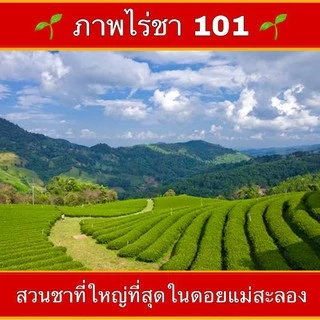 ชาอู่หลงก้านอ่อนเบอร์12 ออร์แกนิก ยอดคู่ที่5จากไร่ชา101 ขนาด200กรัมและ500กรัม