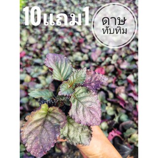 ต้นดาษทับทิม​ ดาดทับทิม​ ต้นไม้คลุมดิน​ สีสวย