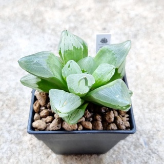 พร้อมส่ง!!ฮาโวเทีย Haworthia pygmaea Mutant(Ice City) จัดส่งแบบล้างราก